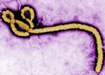 La dynamique positive dans la lutte contre le virus Ebola