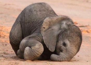 Centrafrique : Evaluation du projet Chinko à Bakouma