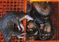 RCA : trafiquants de pangolins arrêtés par la police de Bangui