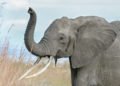 RDC : des éléphants ravageurs