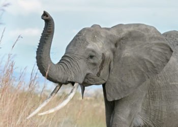 RDC : des éléphants ravageurs