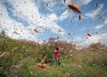 Les essaims de criquets atteignent le Soudan du Sud
