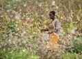 Les criquets peuvent causer la famine en Afrique de l’est