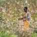 Les criquets peuvent causer la famine en Afrique de l’est