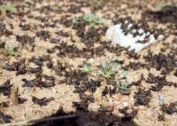 Les criquets atteignent la RDC