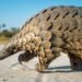 Le pangolin centrafricain n’est pas l’origine du coronavirus