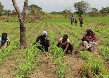 Une nouvelle dynamique dans le développement du secteur agricole
