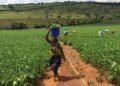 La situation dans le secteur agricole de la République centrafricaine