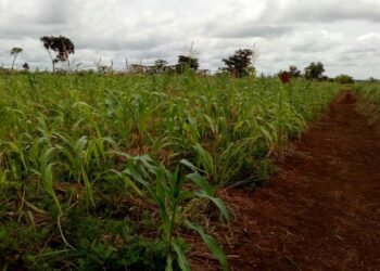 Le développement du secteur agricole centrafricain