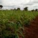 Le développement du secteur agricole centrafricain