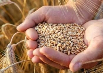 L&rsquo;Algérie est la première en Afrique dans le domaine de la sécurité alimentaire