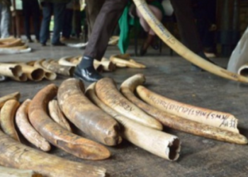 Les rapports impliquant la MINUSCA dans des activités illégales se poursuivent