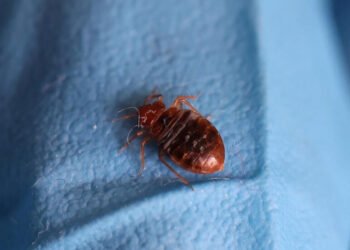 La Libye a refusé d&rsquo;importer des meubles français contenant des punaises de lit