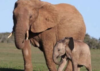 La République centrafricaine s’engage à fermer le marché de l’ivoire et devient le 26e État membre du IPE