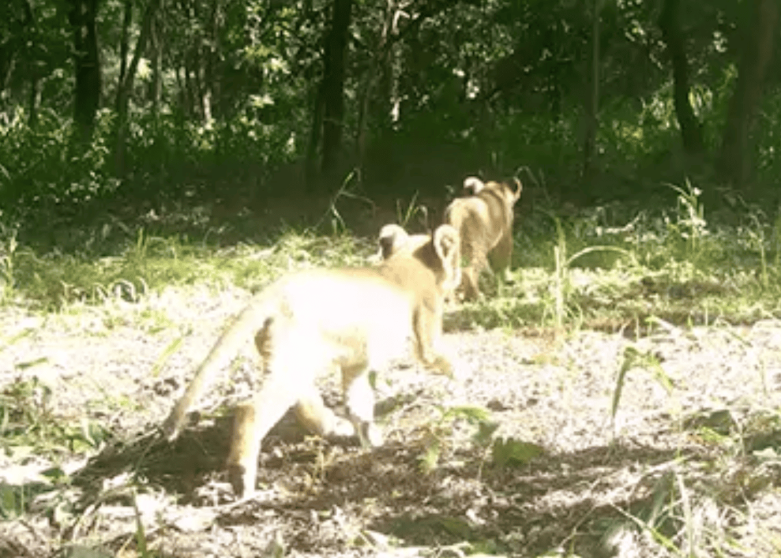 Des caméras pièges ont capturé les premiers lionceaux depuis plusieurs décennies